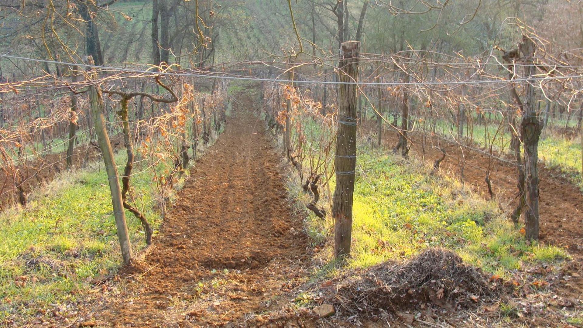 Agriturismo Cascina Degli Ulivi Novi Ligure Kültér fotó
