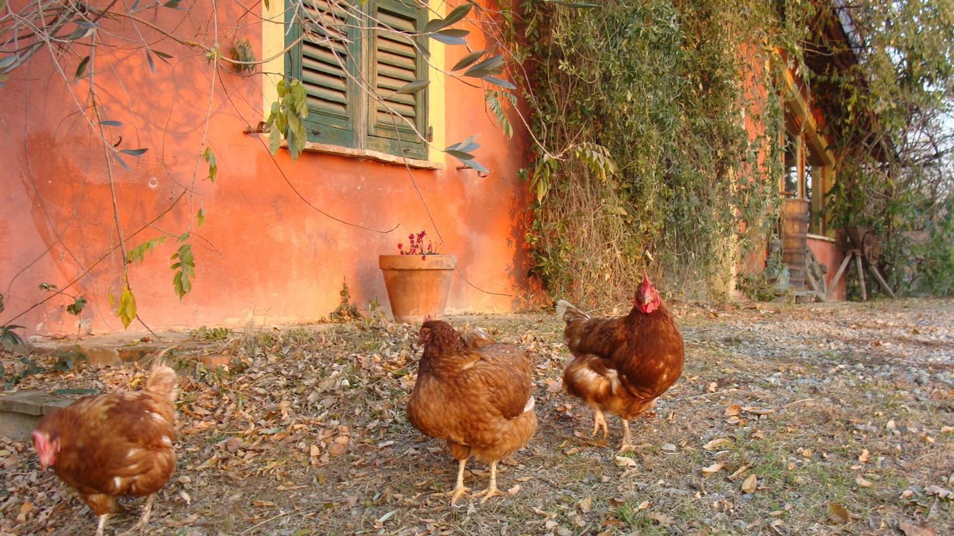 Agriturismo Cascina Degli Ulivi Novi Ligure Kültér fotó