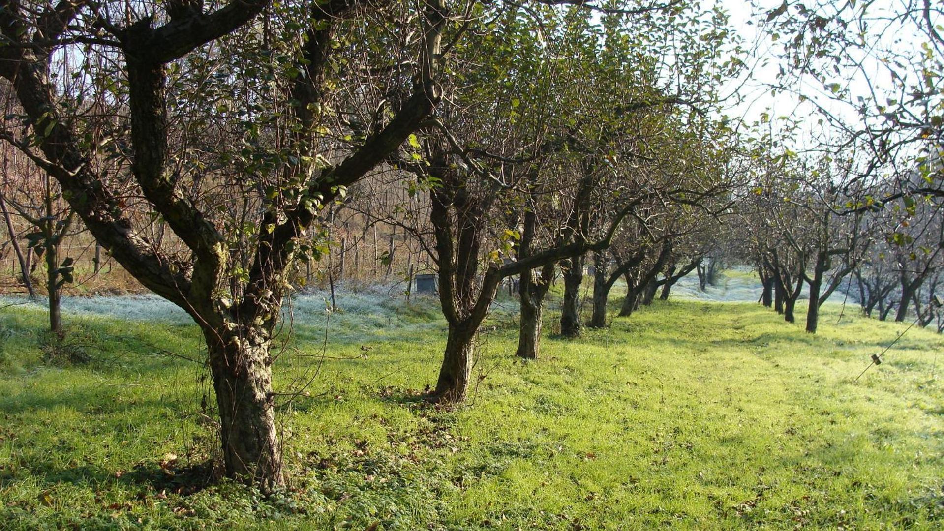 Agriturismo Cascina Degli Ulivi Novi Ligure Kültér fotó
